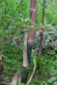 Bambus-Köln: Der Halmaustrieb von Phyllostachys parvifolia beginnt von Mitte Mai bis Ende Juni - Ort: Köln