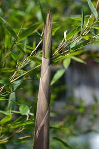 Bambus-K�ln: Frische Halmspitze von Phyllostachys parvifolia im Mai - Ort: K�ln