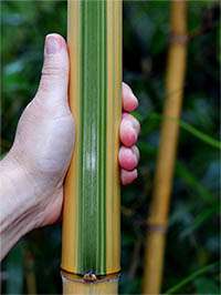 Bambus-Köln: Halmdetail von Phyllostachys vivax Huangwenzhu Inversa - Ort: Köln