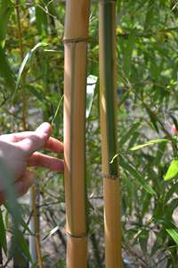 Bambus-Kln: Halmdicke von Phyllostachys vivax Huangwenzhu Inversa  nach 3 Jahren - Ort: Kln