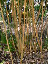 Bambus-Köln: Phyllostachys vivax Huangwenzhu Inversa Hain nach 3 Jahren - Ort: Köln