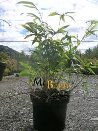 Bambus-Kln: Phyllostachys Tip Top varioauriculata: Lieferhhe: ca. 60 cm - Ort: Kln