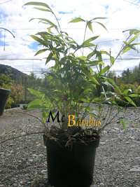 Bambus-K�ln: Phyllostachys Tip Top varioauriculata: Lieferh�he: ca. 60 cm - Ort: K�ln