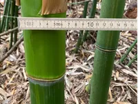 Bambus-K�ln: Frische Bambusstangen aus heimischem Anbau - nachhaltig & naturbelassen - Halmfarbe gr�n - Ort: K�ln