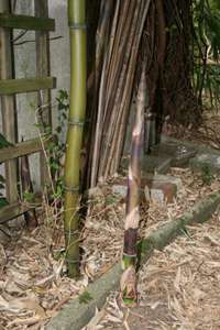 Bambus-Kln: Halmaustrieb im Mai 2008 Phyllostachys - Ort: Kln