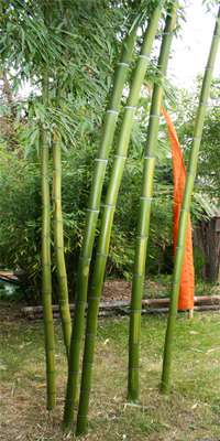 Bambus-Kln: Phyllostachys - gedngt mit Mc-Bambus Dnger - Ort: Kln