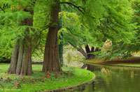 Produkt: Bambus-Kln Urwelt-Mammutbaum - Metasequoia glyptostroboides