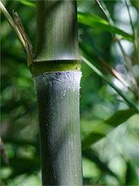Bambus-Köln: Phyllostachys atrovaginata - Detailansicht Halm nach dem Austrieb - Ort: Köln