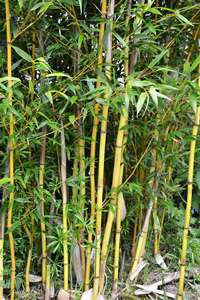 Bambus-Kln: Phyllostachys aureosulcata Aureocaulis mit neuen Halmen - Ort: Kln