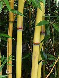 Bambus-Köln: Detail vom Bambushalm der Sorte Phyllostachys aureosulcata Aureocaulis - Ort: Köln