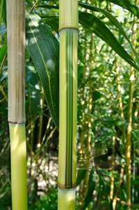Bambus-Köln: Detailansicht vom Bambus Halm - Phyllostachys aureosulcata Spectabilis - Ort: Köln