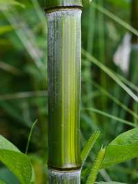 Bambus-K�ln: Detailansicht vom Bambushalm Phyllostachys aureosulcata harbin - Ort: K�ln