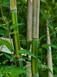 Bambus-Köln: Phyllostachys aureosulcata harbin - Ort: Köln