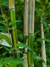 Bambus-K�ln: Phyllostachys aureosulcata harbin - Ort: K�ln