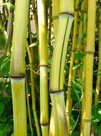 Bambus-Kln: Phyllostachys aureosulcata Harbin Inversa - Ort: Kln