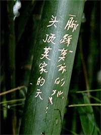 Bambus-Köln: Phyllostachys pubescens Moso - Höhe in Deutschland bis 7 Meter - Ort: Köln Bambus-Köln: Phyllostachys pubescens Moso - Höhe in Deutschland bis 7 Meter - Ort: Köln