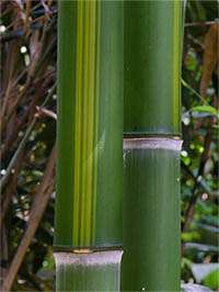 Bambus-Köln: Halmzeichnung von der Bambussorte Phyllostachys vivax huangwenzhu - Ort: Köln Bambus-Köln: Halmzeichnung von der Bambussorte Phyllostachys vivax huangwenzhu - Ort: Köln