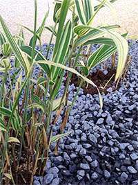 Produkt: Bambus-K�ln Sasaella masamuneana Albostriata