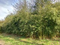 Bambus-K�ln: Fargesia robusta campbell - Hecke - Ort: K�ln