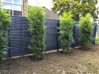 Bambus-K�ln: Fargesia robusta campbell - Neupflanzung - Ort: K�ln