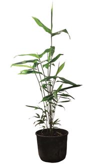 Bambus-K�ln: Phyllostachys pubescens Moso - 10 Liter Topf 100 cm - Ort: K�ln
