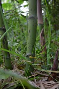 Bambus-Kln: Halmaustrieb - schwarzer Bambus  Phyllostachys Nigra - Ort: Kln