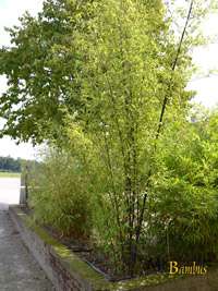 Bambus-Köln: Bambushain von Phyllostachys Nigra Punctata - Ort: Köln