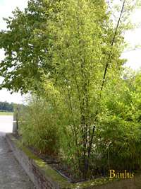 Bambus-Kln: Bambushain von Phyllostachys Nigra Punctata - Ort: Kln