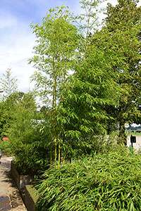 Bambus-Köln: Halmaustrieb von Phyllostachys vivax aureocaulis - Ort: Köln