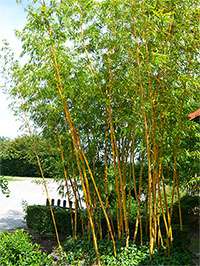 Bambus-Köln: Aufnahme von Phyllostachys vivax aureocaulis - Ort: Köln