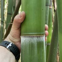 Bambus-K�ln: Frische Bambusstangen aus heimischem Anbau - nachhaltig & naturbelassen - Halmfarbe gr�n - Ort: K�ln