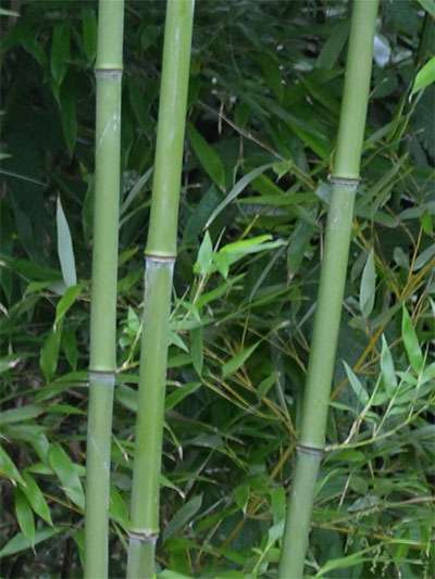 Bambus-K�ln: Halmansicht von Phyllostachys bissetii - Ort: K�ln