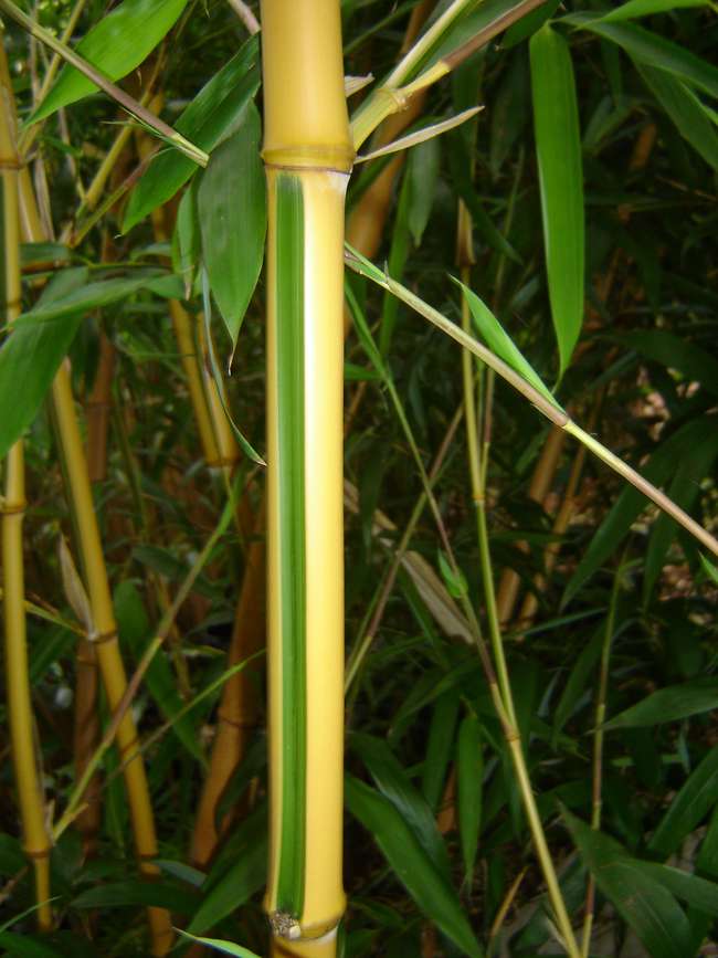 Bambus-K�ln: Phyllostachys bambusoides Castilloni - Detailansicht vom gelbem Halm mit gr�nem Sulcus - Ort: K�ln