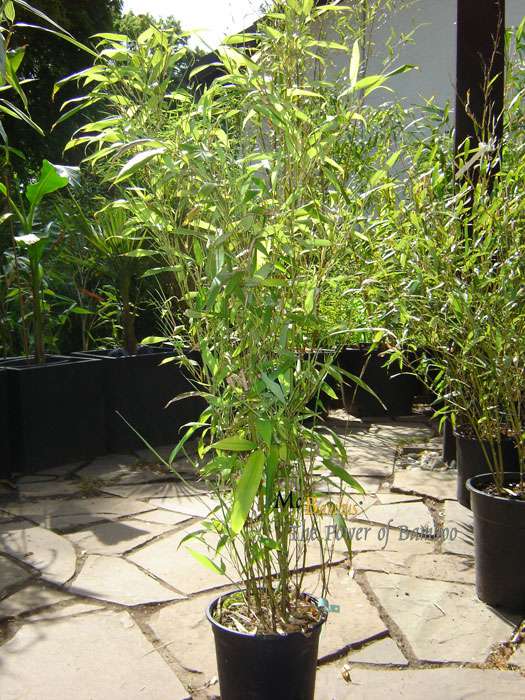 Bambus-K�ln: Phyllostachys Mannii H�he ca. 80 cm - Ort: K�ln