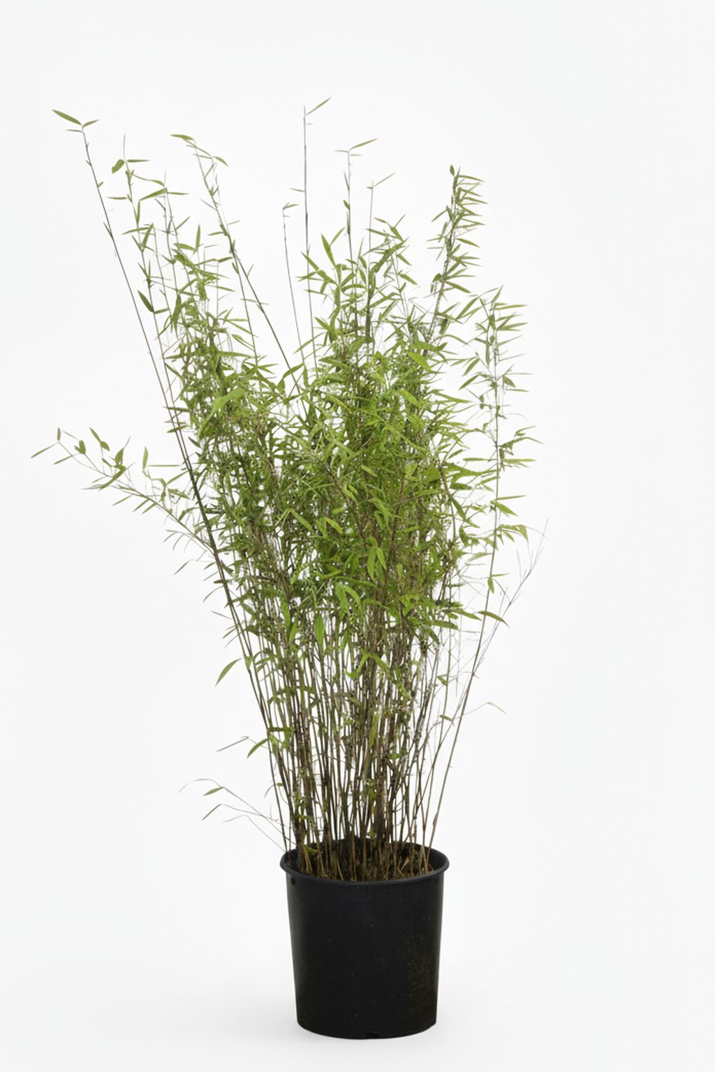 Bambus-K�ln: Bambus Fargesia Nitida - 15 Liter - 120 cm - Ort: K�ln