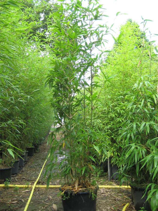 Bambus-K�ln: Semiarundinaria fastuosa  - 20 Liter Topf - Ort: K�ln