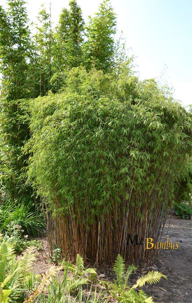 Bambus-Kln: Fargesia jiuzhaigou Hain - Jade Bambus - Ort: Kln