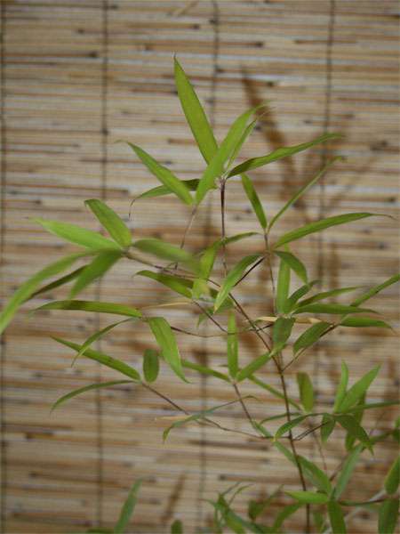 Bambus-K�ln: Phyllostachys decora - Ort: K�ln