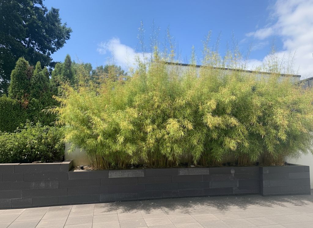 Bambus-K�ln: Fargesia robusta campbell - Hecke - Ort: K�ln