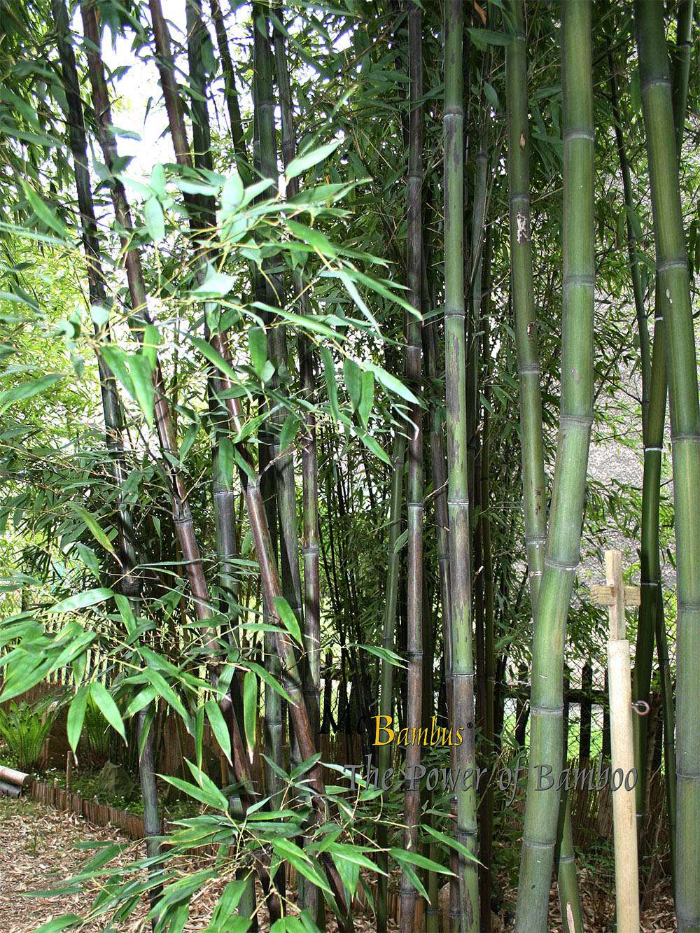 Bambus-K�ln: Bambushain mit Phyllostachys nigra Boryana - Ort: K�ln