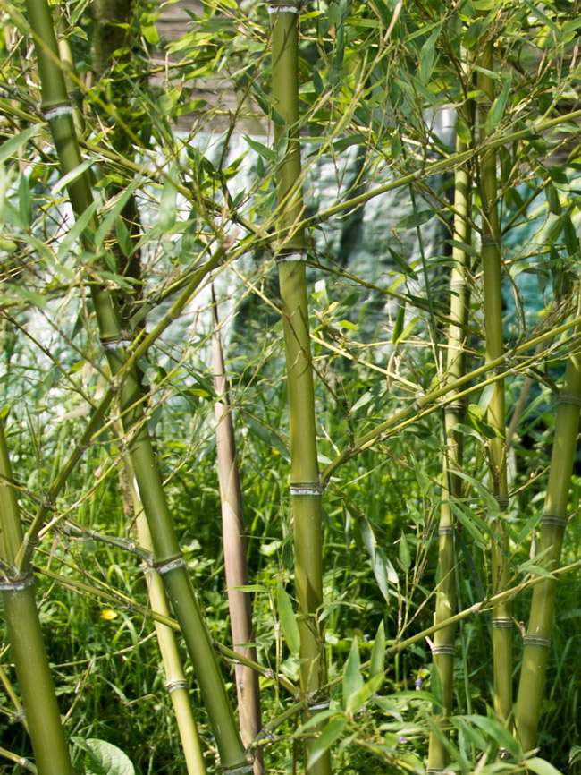 Bambus-K�ln: Halmdetailansicht von Phyllostachys parvifolia mit dem charakteristische Halmreif unterhalb der Nodie - Ort: K�ln