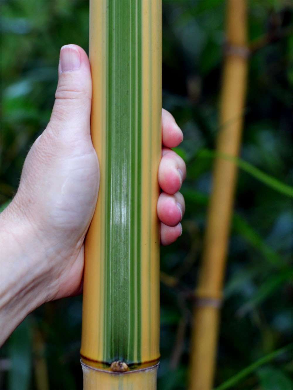 Bambus-K�ln: Halmdetail von Phyllostachys vivax Huangwenzhu Inversa - Ort: K�ln
