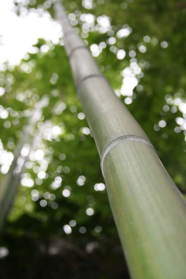 Bambus-K�ln: Phyllostachys vivax McClure - Ort: K�ln