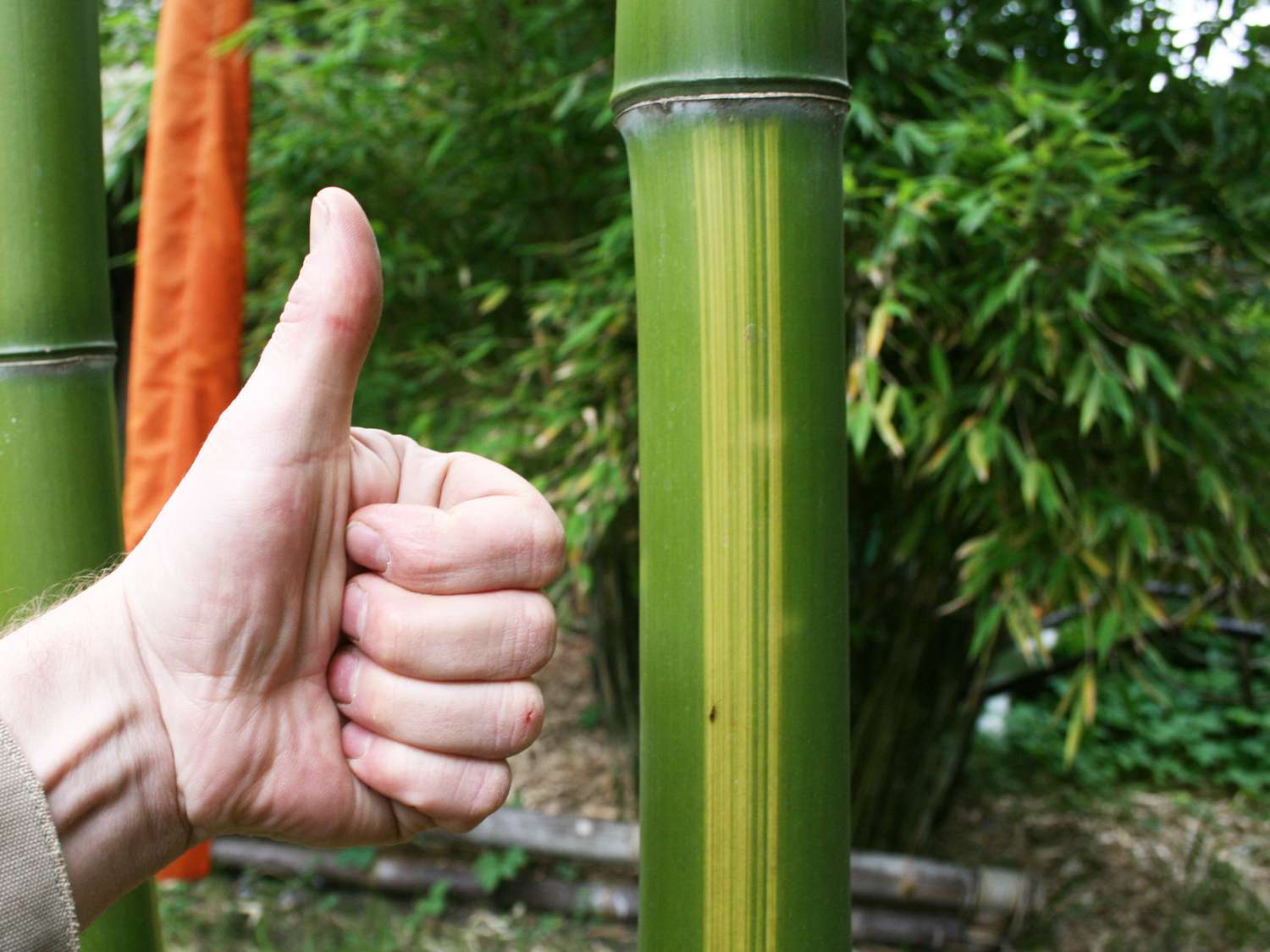 Bambus-K�ln: Mc-Bambus Bambus D�nger - 3 Kg - Ort: K�ln