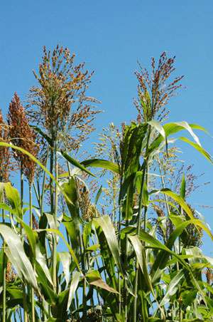 Bambus-Kln: Elefantengras - Ort: Kln