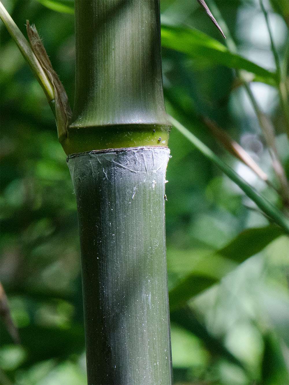 Bambus-K�ln: Phyllostachys atrovaginata - Detailansicht Halm nach dem Austrieb - Ort: K�ln
