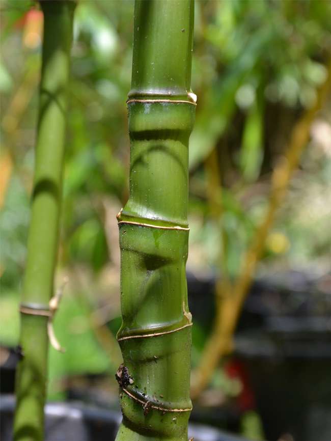 Bambus-K�ln: Halmansicht Phyllostachys aurea mit den typischen Knoten - Ort: K�ln