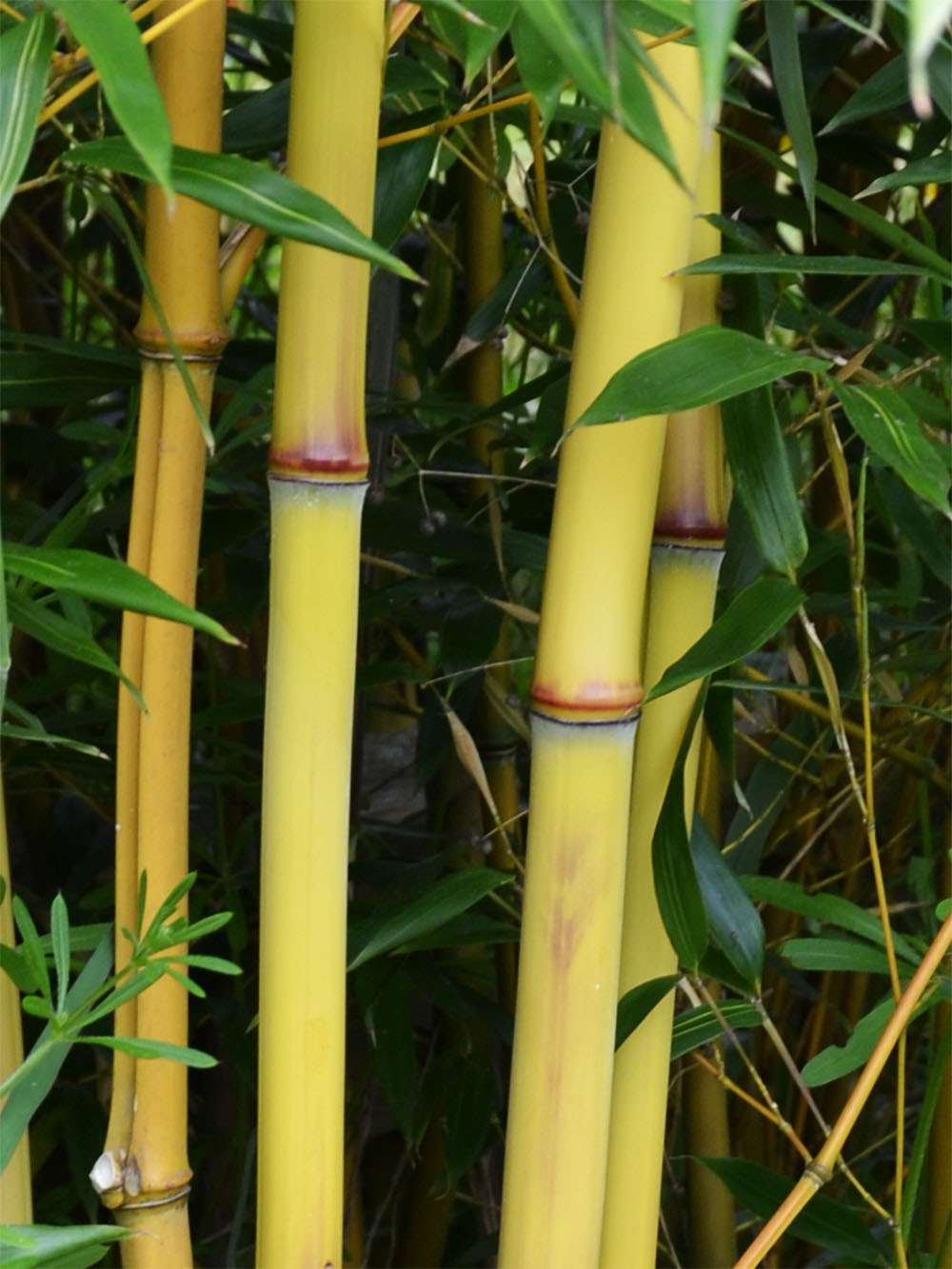 Bambus-Kln: Detail vom Bambushalm der Sorte Phyllostachys aureosulcata Aureocaulis - Ort: Kln