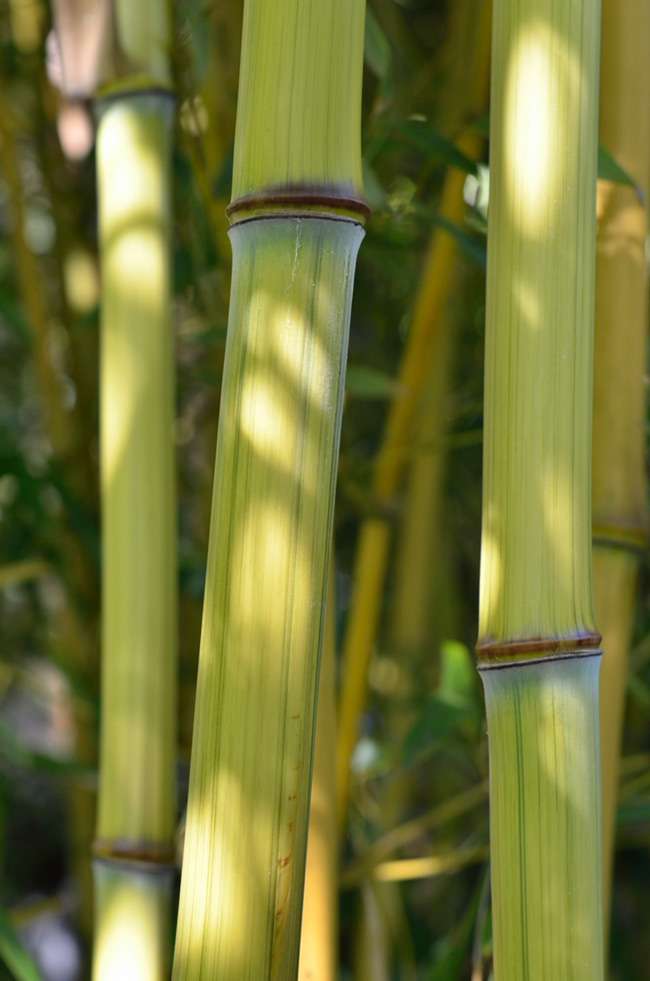 Bambus-K�ln: Detailansicht vom Bambushalm Phyllostachys aureosulcata harbin inversa - Ort: K�ln