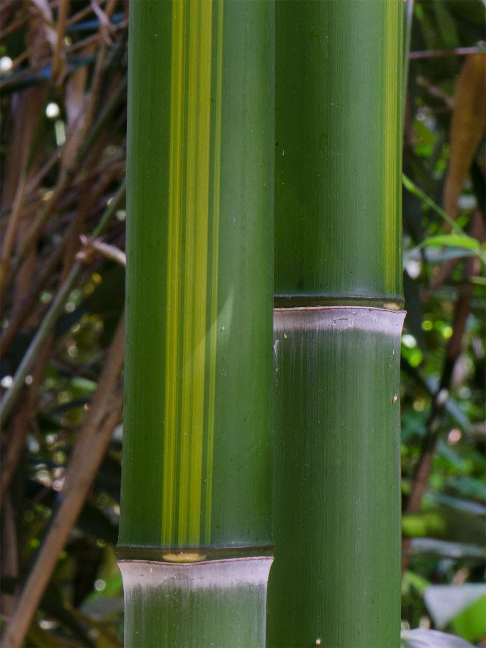 Bambus-Kln: Halmzeichnung von der Bambussorte Phyllostachys vivax huangwenzhu - Ort: Kln